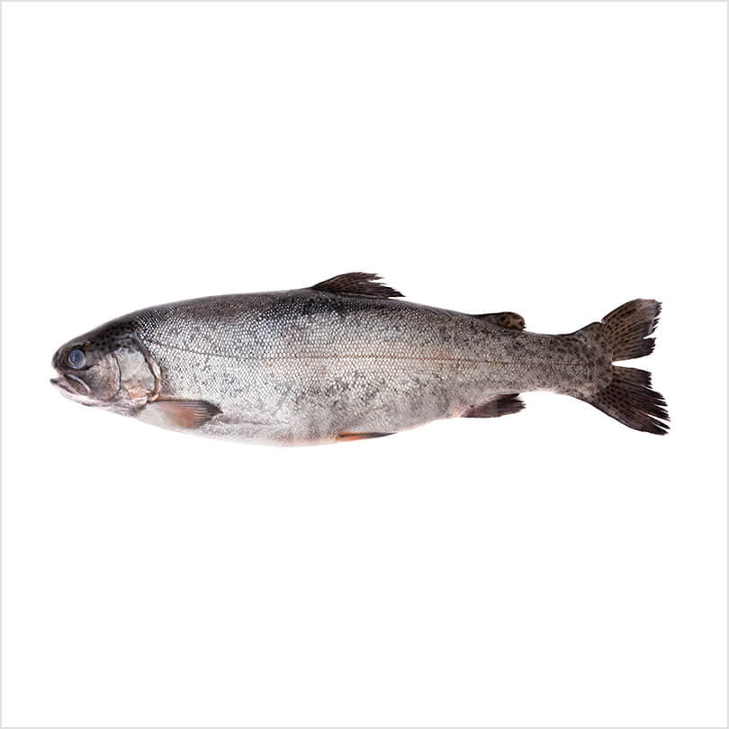 Fresh fish